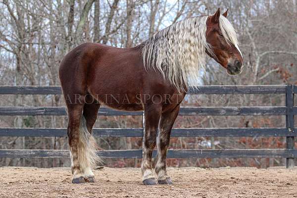 flashy-percheron-horse