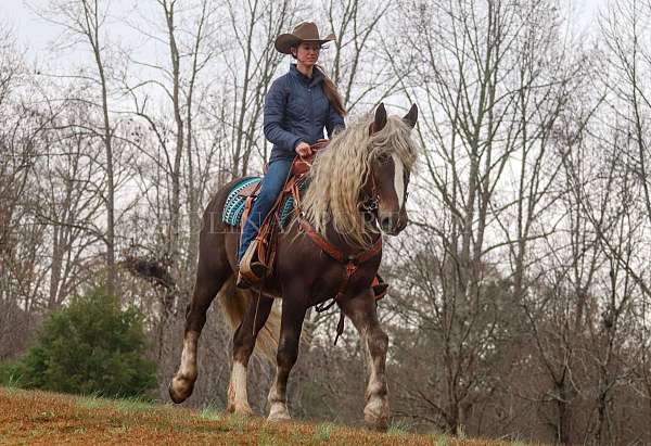 husband-safe-percheron-horse