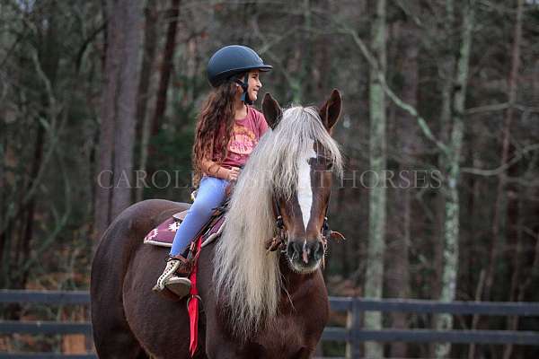 kid-safe-percheron-horse