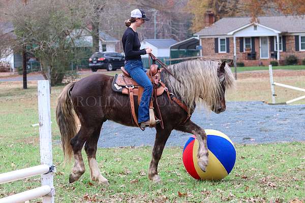 parade-percheron-horse