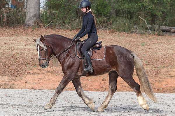 performance-percheron-horse