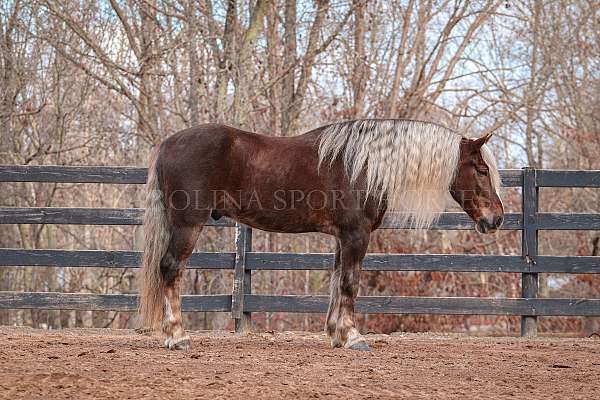 lesson-percheron-horse