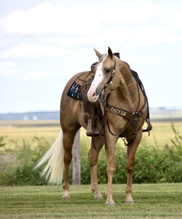 husband-safe-quarter-horse