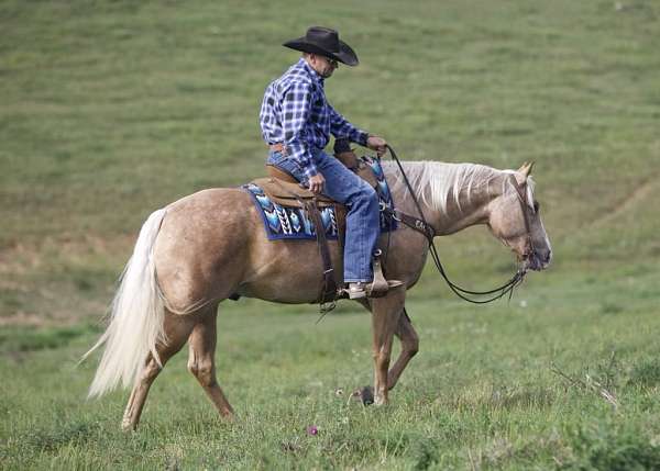 ranch-versatility-quarter-horse