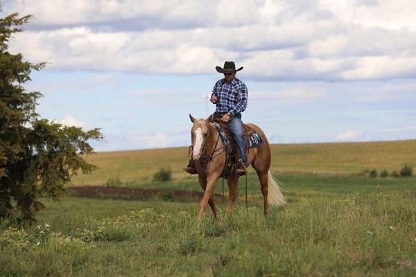 ranch-work-quarter-horse