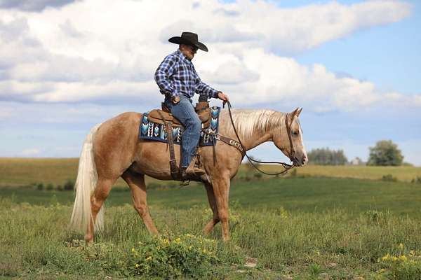 roping-quarter-horse