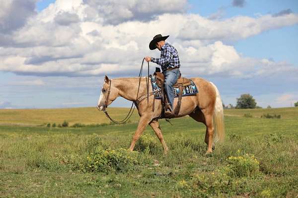 western-riding-quarter-horse