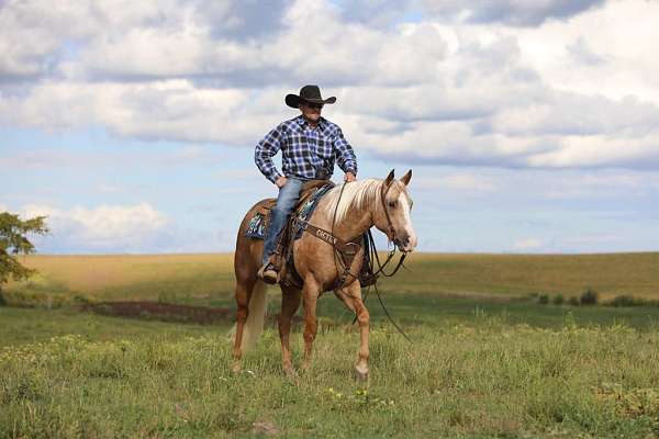 palomino-athletic-horse