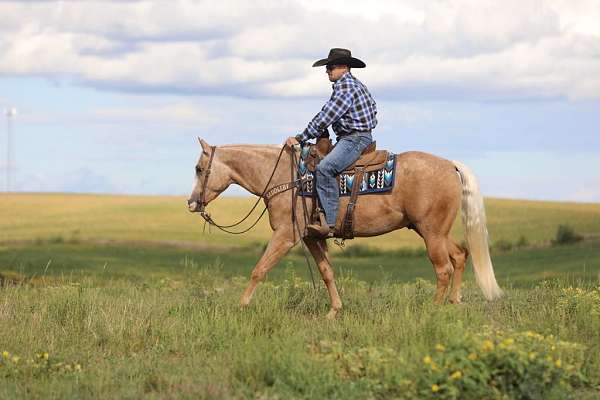 palomino-quarter-horse-gelding