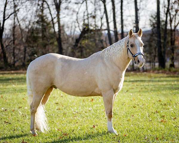 beginner-quarter-horse