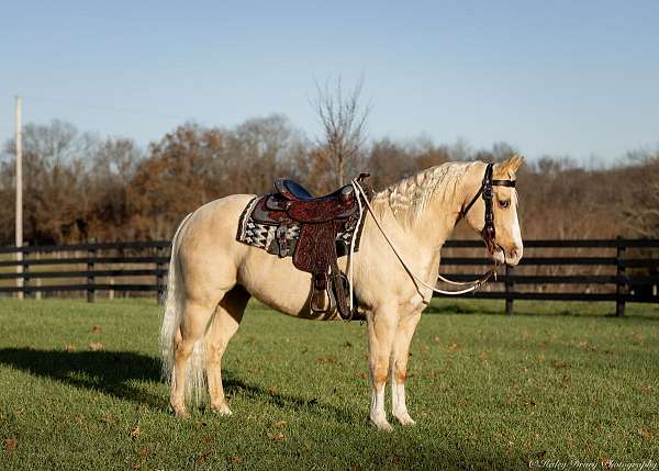 driving-quarter-horse