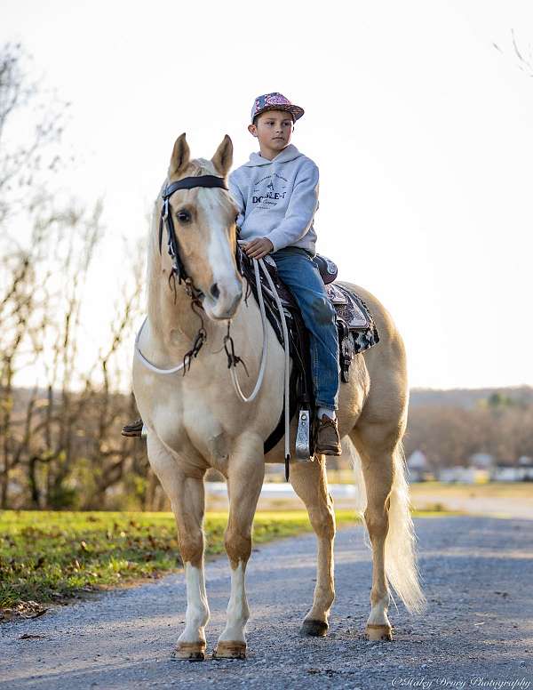 husband-safe-quarter-horse