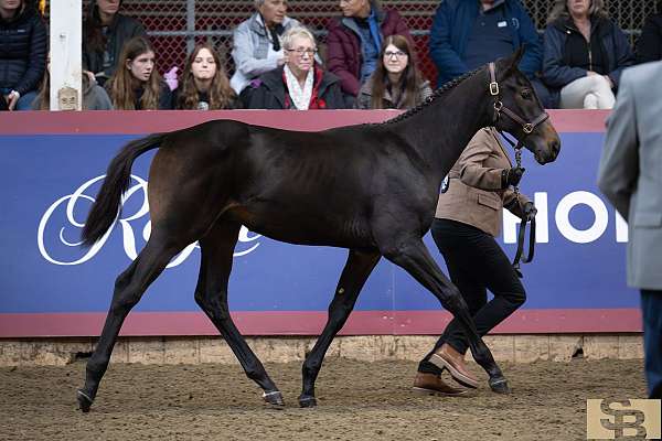 hanoverian-thoroughbred-colt