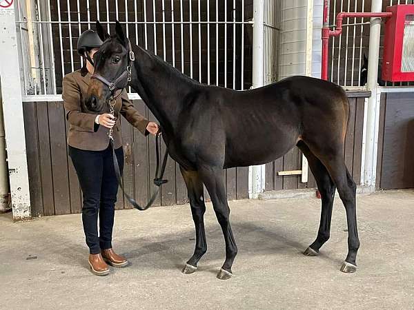 hanoverian-thoroughbred-mare