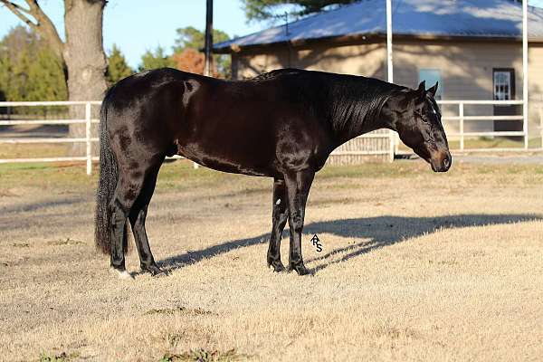 flashy-quarter-horse