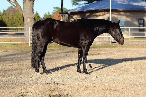 husband-safe-quarter-horse