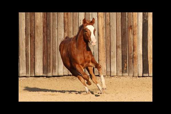 sorrel-flashy-big-blaze-horse