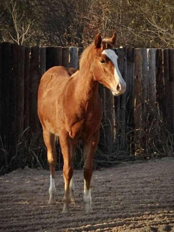 baby-horse-quarter