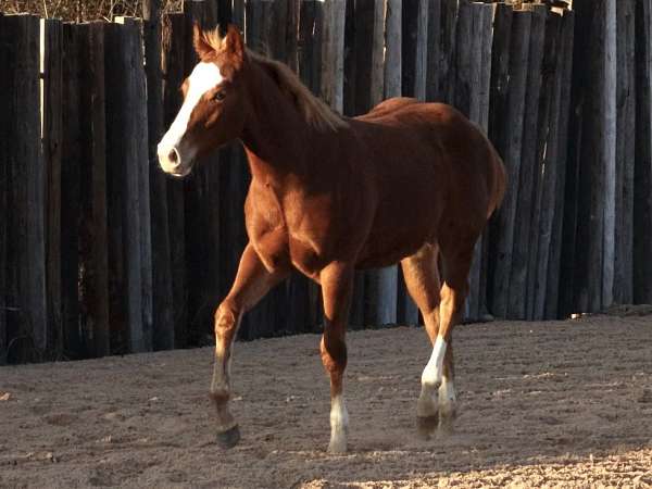 baby-horse-colt