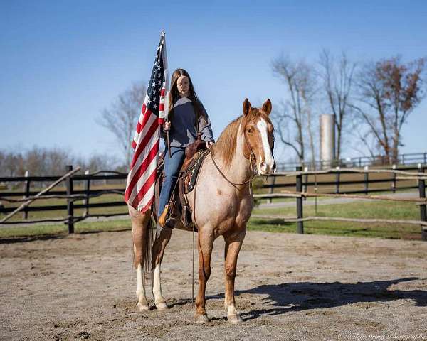 cross-draft-horse