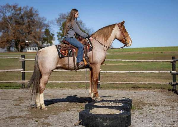 draft-horse