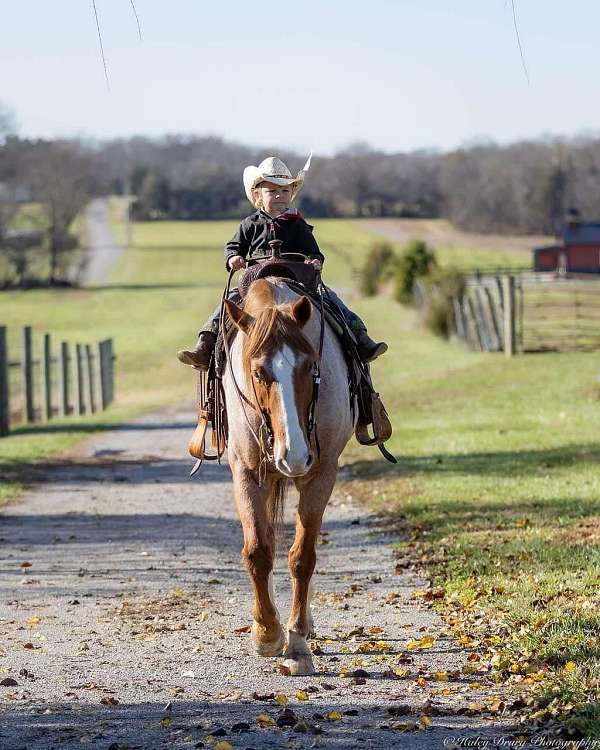 flashy-draft-horse