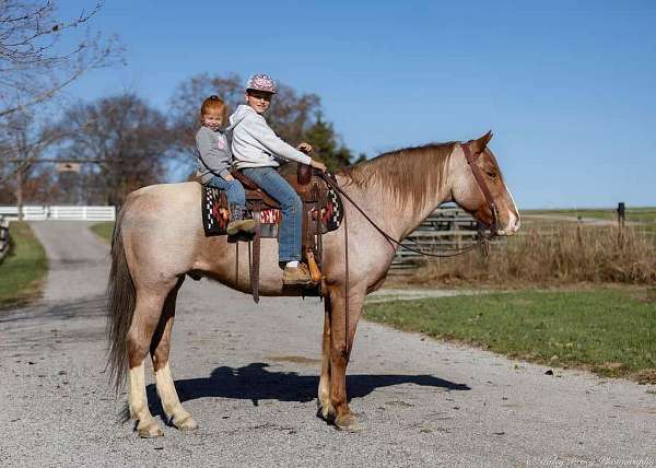 husband-safe-draft-horse