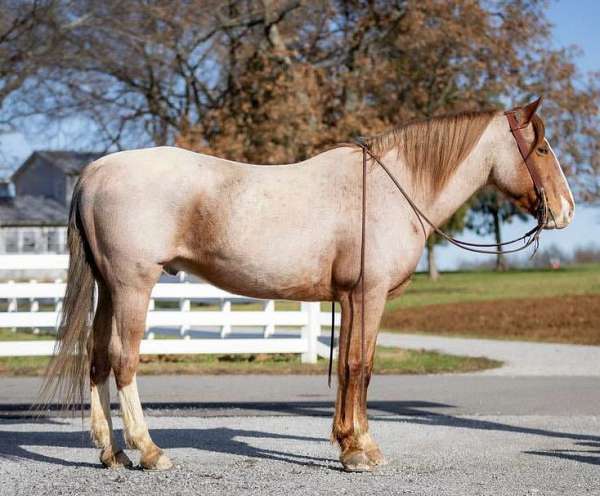 parade-draft-horse