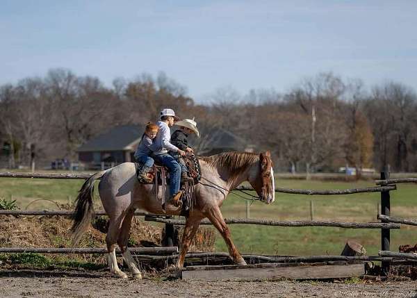 show-draft-horse