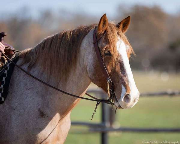 trail-riding-draft-horse