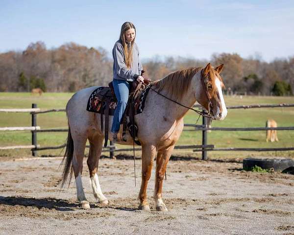 red-roan-draft-gelding