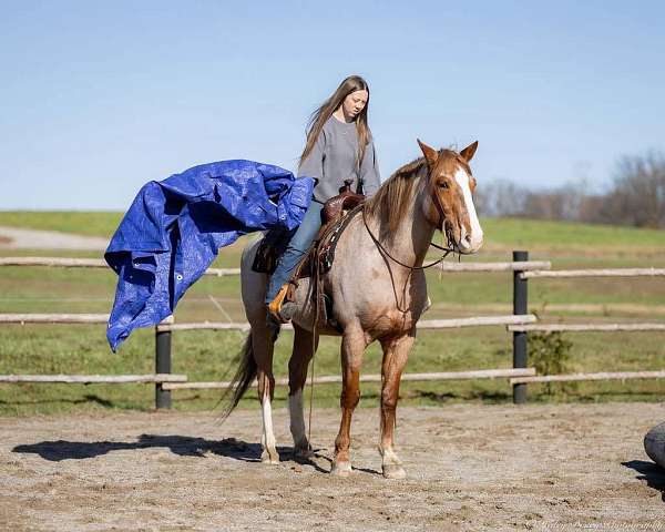 western-riding-draft-horse