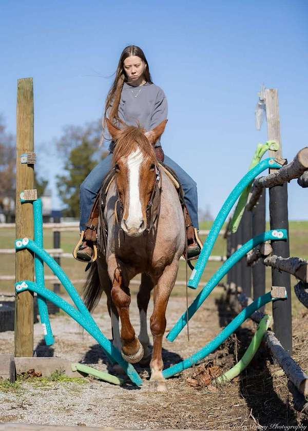 youth-draft-horse