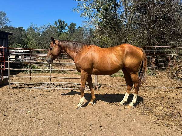 barrel-quarter-horse