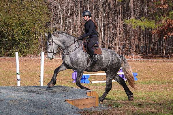 cross-friesian-horse