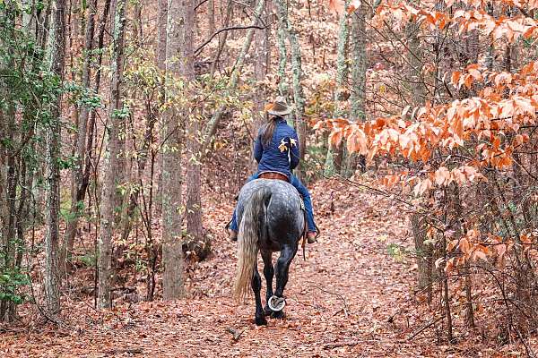 athletic-friesian-horse