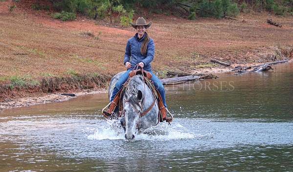 dressage-friesian-horse