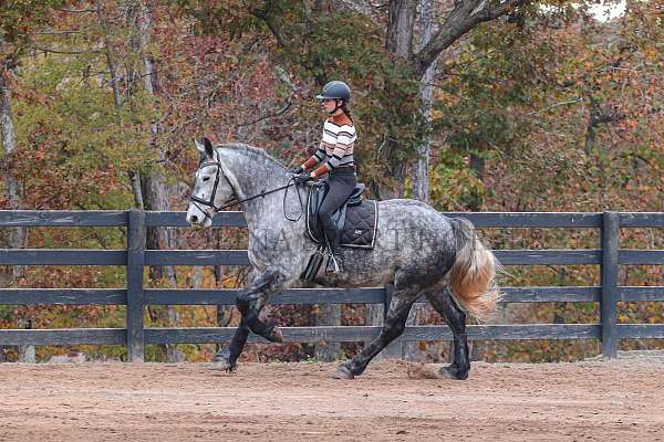 flashy-friesian-horse