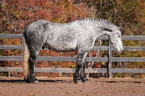 jumping-friesian-horse