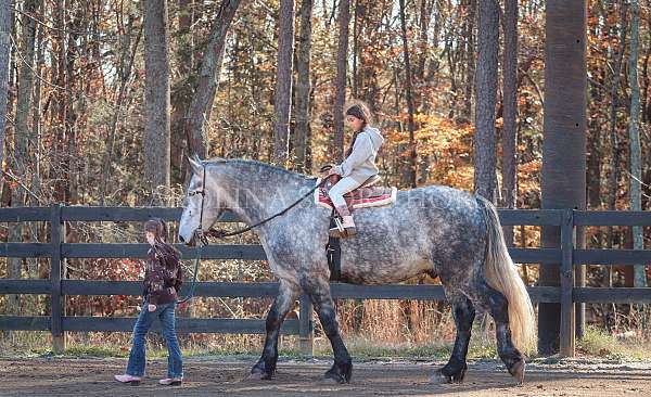 kid-safe-friesian-horse