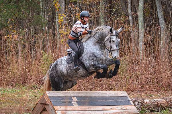 parade-friesian-horse