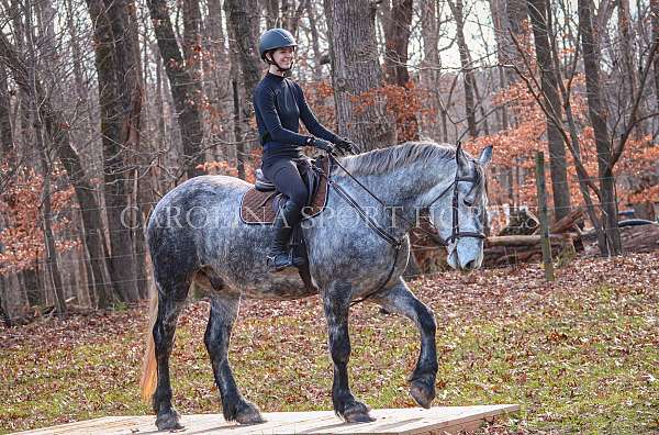 performance-friesian-horse