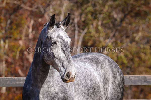 ranch-work-friesian-horse