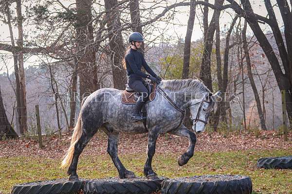 ridden-english-friesian-horse