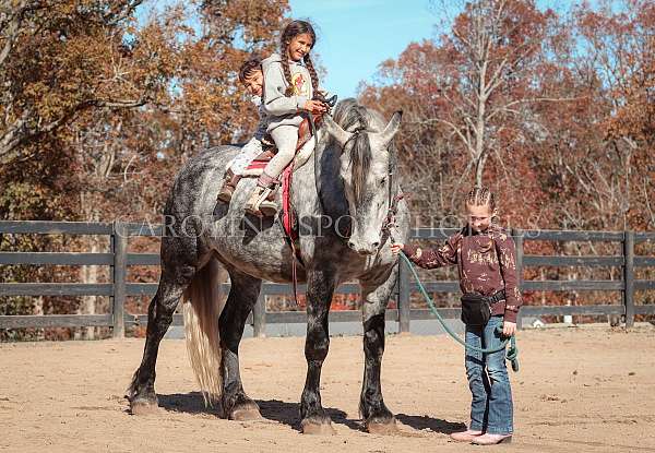 ridden-western-friesian-horse