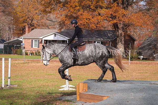 show-friesian-horse