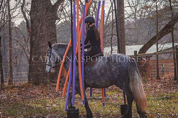 trail-riding-friesian-horse