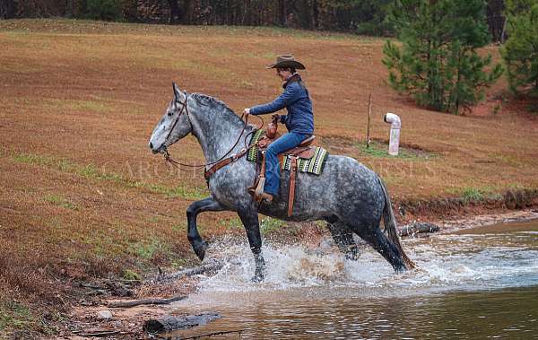 youth-friesian-horse