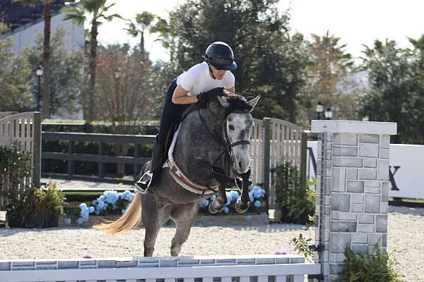 grey-shetland-pony-mare