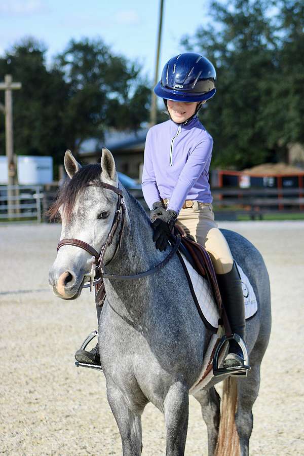 all-around-shetland-pony